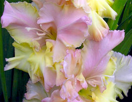 Гладиолус Саммер Джой (Summerjoy) купить