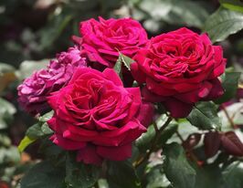 Роза кордес Графиня Диана (Grafin Diana) купить