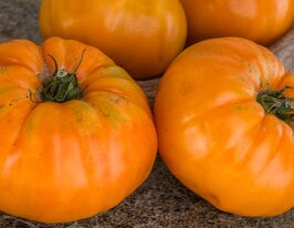 Томат Абрикосовий Брендівайн (Brandywine Apricot)купити