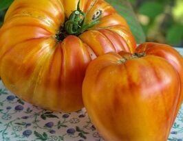 Томат Ананасне бичаче серце (Pineapple Oxheart)купити