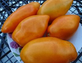 Томат Буф (Buf)купити