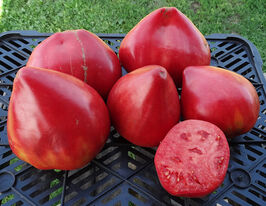 Томат Медвежье сердце купить