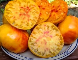 Томат Великий помаранчевий двоколірний (Big Orange Bicolor)купити