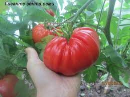 Томат Гігант без насіння (Gigante senza semi)купити