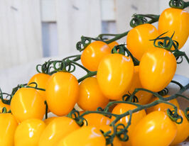 Томат Датерині жовтий (Datterini Yellow)купити