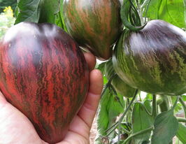 Томат Заколотний Старфайтер (Rebel Starfighter)купити