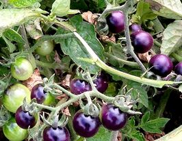 Томат Індіго чорниця (Indigo Blue Berries)купити
