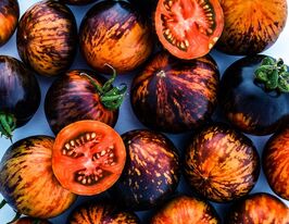 Томат Королева ночі (Queen of the night)купити