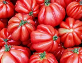Томат Костолюто Флорентійський (Costoluto Fiorentino)купити