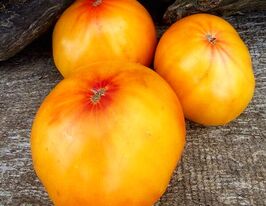 Томат Лапа желтая (Paw Paw Yellow) купить