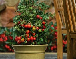 Томат Поцілунок герані (Geranium Kiss)купити