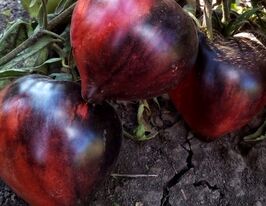 Томат Сержант Пеппера (Sgt. Pepper's)купити