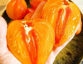 Томат Сердце зебры (Coure de zebra) купить