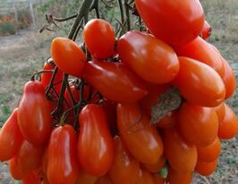 Томат Фляшен томатен (Flaschen Tomaten) купить