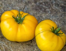 Томат Чисто жовтий Кейсі (Casey's Pure Yellow)купити
