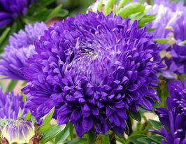 Айстра Королівський розмір фіолетовий купити