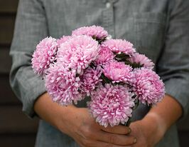 Айстра Піоновидна рожева  5 гкупити
