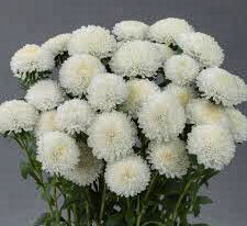 Айстра Принцеса біла 20 гкупити