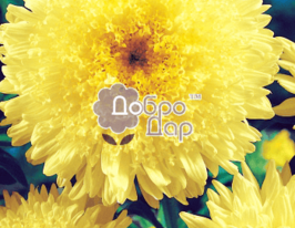 Айстра Принцеса жовта  5 гкупити