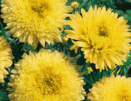 Айстра Принцеса жовта 20 гкупити