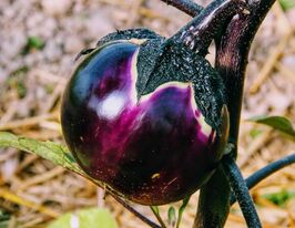 Баклажан Рондо де Валенсе 1 г купить