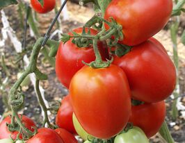 Томат низкорослый Яки F1 купить