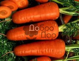 Морква Роте Різен 200 гкупити