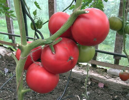 Томат Мей шуай F1купити