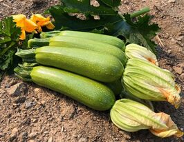 Кабачок Император F1 купить