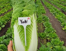 Капуста Пекінська Юкі F1купити