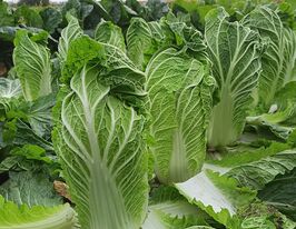 Капуста Пекінська Кісекі F1купити