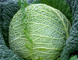 Капуста Савойская Эсторил F1 купить