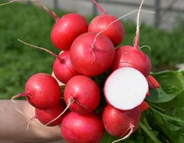 Редис Глоріет F1купити