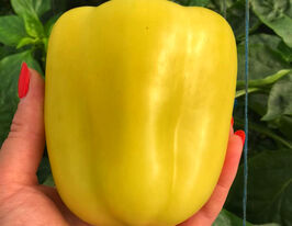 Перець Спартако F1купити