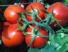 Томат Инкриз F1 купить