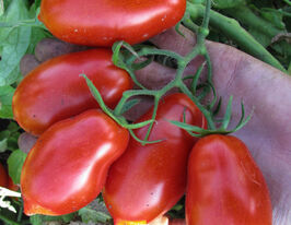 Томат Талент F1 купить