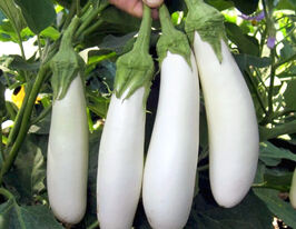 Баклажан Вайтмен F1 купить