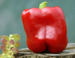 Перец сладкий Асти Красный купить