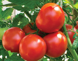 Томат Гібрид Тарасенко-6купити
