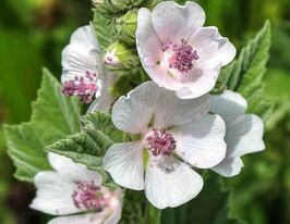 Алтей лекарственный (Althaea officinalis L.) купить
