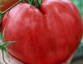 Томат Рожеве серце Людмили (Ludmilla`s pink Heart)купити