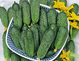 Огурец Лазурит 50 г купить