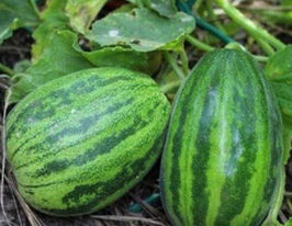 Огурдиня  10 гкупити