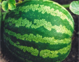 Огурдиня 50 гкупити