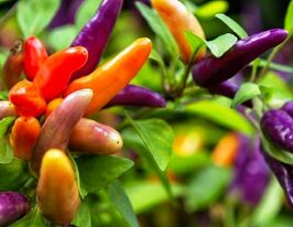 Перец декоративный 20 г купить