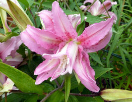 Лілія махрова Брокен Харт (Broken Heart)купити