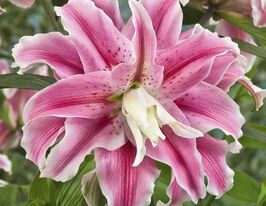 Лілія махрова Дістант Драм (Distant Drum)купити