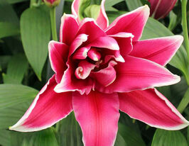 Лілія махрова Фабіен (Fabienne)купити