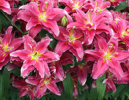 Лілія махрова Гранд Амур (Grand Amour)купити