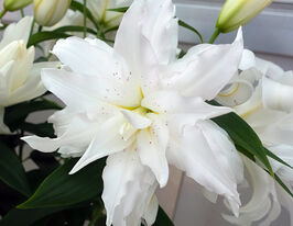 Лілія махрова Лотус Айс (Lotus Ice)купити